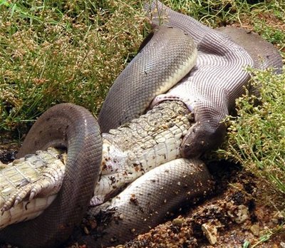 snake-eats-croc-460x400.jpg