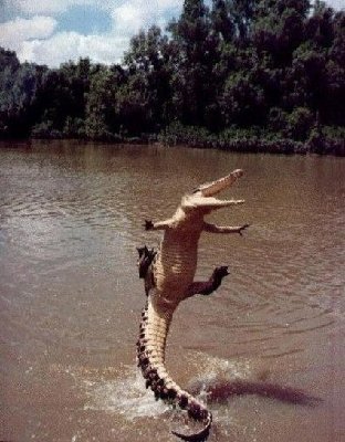 Excited-Croc-425x545.jpg
