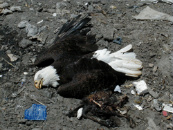 Eagle2.gif