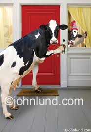 cowscomehome.jpeg