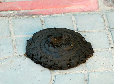 800px-Cow_dung.JPG